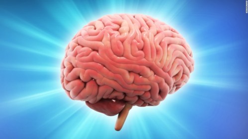 your brain